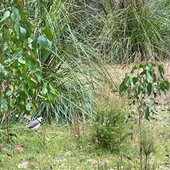 Vanellus miles at Port Arthur, TAS - 11 Feb 2025 03:24 PM