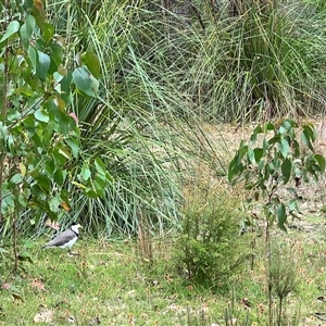 Vanellus miles at Port Arthur, TAS - 11 Feb 2025 03:24 PM