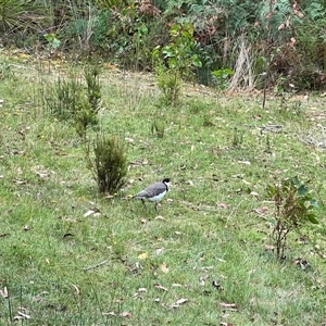 Vanellus miles at Port Arthur, TAS - 11 Feb 2025 03:24 PM