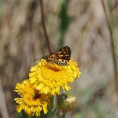 Hesperilla munionga (Alpine Sedge-Skipper) at Cotter River, ACT - 3 Feb 2025 by RAllen