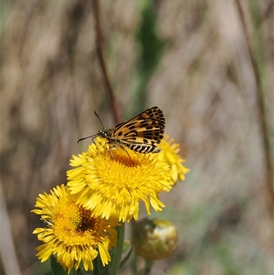 Hesperilla munionga (Alpine Sedge-Skipper) at Cotter River, ACT - 3 Feb 2025 by RAllen