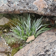 Astelia alpina var. alpina (Pineapple Grass) at Wellington Park, TAS - 9 Feb 2025 by JimL