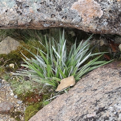 Astelia alpina var. alpina (Pineapple Grass) at Wellington Park, TAS - 9 Feb 2025 by JimL