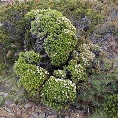 Ozothamnus ledifolius (Kerosene Bush) at Wellington Park, TAS - 9 Feb 2025 by JimL