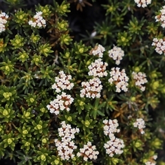 Ozothamnus ledifolius at Wellington Park, TAS - 9 Feb 2025 04:38 PM