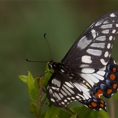 Papilio anactus (Dainty Swallowtail) at Symonston, ACT - 11 Feb 2025 by rawshorty