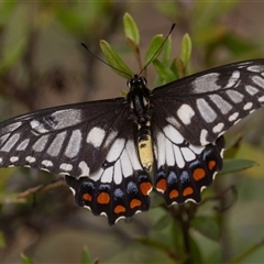 Papilio anactus at Symonston, ACT - 11 Feb 2025 02:28 PM