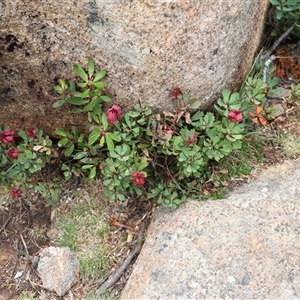 Bellendena montana (Mountain Rocket) at Wellington Park, TAS - 9 Feb 2025 by JimL