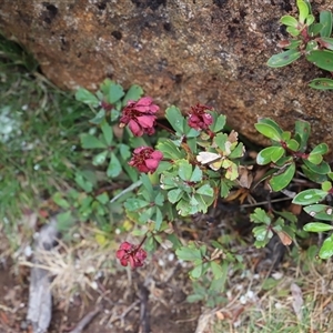 Bellendena montana at Wellington Park, TAS - 9 Feb 2025 04:20 PM
