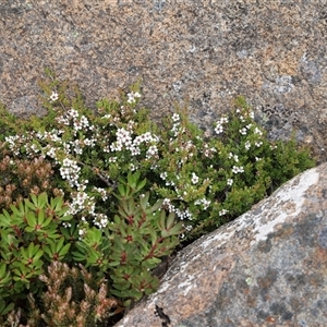 Leptospermum rupestre (Alpine Tea-tree) at Wellington Park, TAS - 9 Feb 2025 by JimL