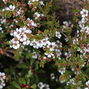 Leptospermum rupestre at Wellington Park, TAS - 9 Feb 2025 04:18 PM