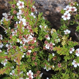 Leptospermum rupestre at Wellington Park, TAS - 9 Feb 2025 04:18 PM