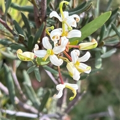 Lomatia polymorpha at Wellington Park, TAS - 9 Feb 2025 05:35 PM