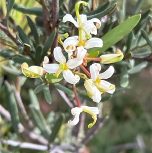 Lomatia polymorpha at Wellington Park, TAS - 9 Feb 2025 05:35 PM