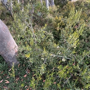 Lomatia polymorpha at Wellington Park, TAS - 9 Feb 2025 05:35 PM