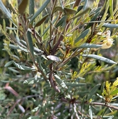 Lomatia polymorpha at Wellington Park, TAS - 9 Feb 2025 05:35 PM
