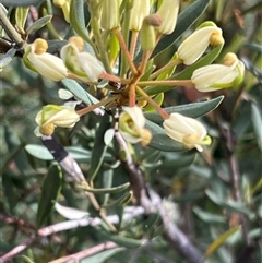 Lomatia polymorpha at Wellington Park, TAS - 9 Feb 2025 05:35 PM