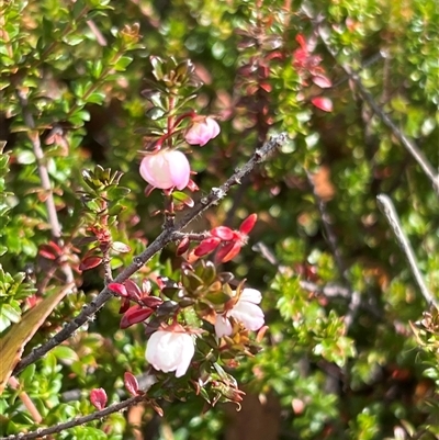 Bauera rubioides (Wiry Bauera) at Wellington Park, TAS - 9 Feb 2025 by JimL