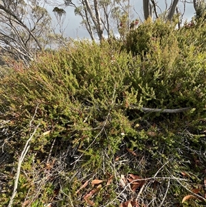 Bauera rubioides at Wellington Park, TAS - 9 Feb 2025 05:33 PM