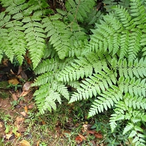 Diplazium australe (Austral Lady Fern) at Mount Pleasant, NSW - 11 Feb 2025 by plants