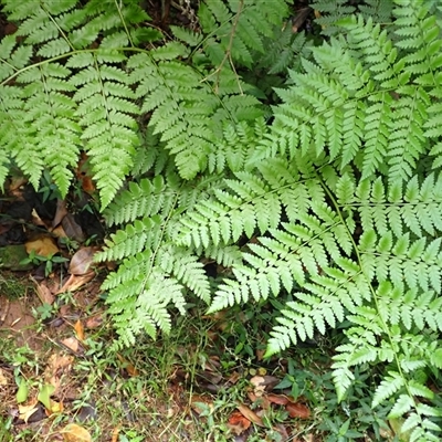 Diplazium australe (Austral Lady Fern) at Mount Pleasant, NSW - 11 Feb 2025 by plants