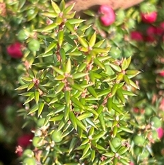 Leptecophylla juniperina ssp parvifolia (Mountain Pinkberry) at Wellington Park, TAS - 9 Feb 2025 by JimL