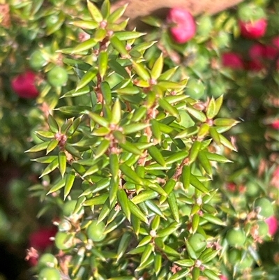 Leptecophylla juniperina ssp parvifolia (Mountain Pinkberry) at Wellington Park, TAS - 9 Feb 2025 by JimL