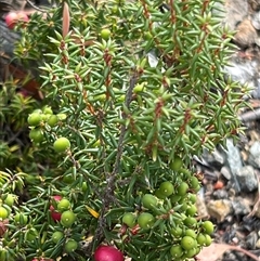 Leptecophylla juniperina ssp parvifolia at Wellington Park, TAS - 9 Feb 2025 05:31 PM