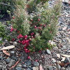 Leptecophylla juniperina ssp parvifolia at Wellington Park, TAS - 9 Feb 2025 05:31 PM