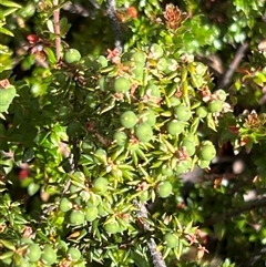 Leptecophylla juniperina ssp parvifolia at Wellington Park, TAS - 9 Feb 2025 05:31 PM