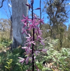 Dipodium punctatum by leith7