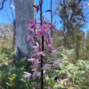 Dipodium punctatum (Blotched Hyacinth Orchid) at Oallen, NSW - 29 Dec 2024 by leith7