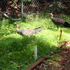 Alectura lathami (Australian Brush-turkey) at Beecroft Peninsula, NSW - 11 Feb 2025 by plants