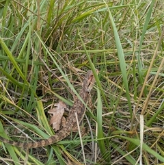 Pogona barbata (Eastern Bearded Dragon) at Ainslie, ACT - 11 Feb 2025 by AmyJB