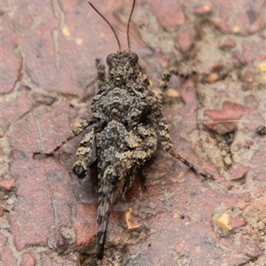 Tetrigidae (family) (Pygmy grasshopper) at Bargo, NSW - 27 Jan 2025 by Snows