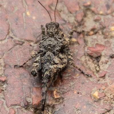 Tetrigidae (family) (Pygmy grasshopper) at Bargo, NSW - 27 Jan 2025 by Snows