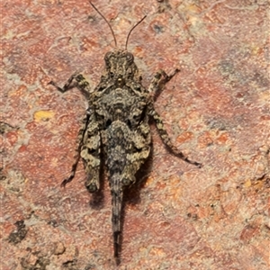 Tetrigidae (family) at Bargo, NSW - 27 Jan 2025 12:36 PM