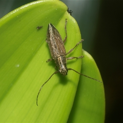 Temnosternus planiusculus (Longhorn beetle) at Acton, ACT - Yesterday by AlisonMilton