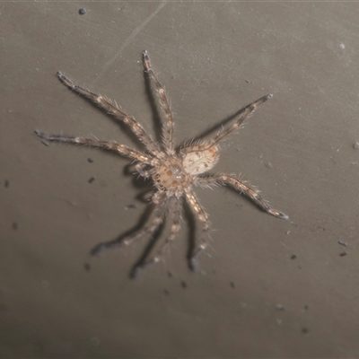 Sparassidae (family) (A Huntsman Spider) at Acton, ACT - 10 Feb 2025 by AlisonMilton