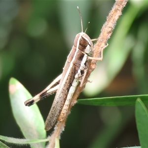 Macrotona sp. (genus) (Macrotona grasshopper) at Wodonga, VIC - 9 Feb 2025 by KylieWaldon