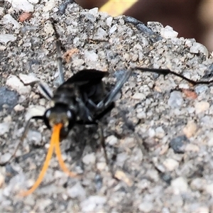 Fabriogenia sp. (genus) at Wodonga, VIC - 9 Feb 2025 10:27 AM