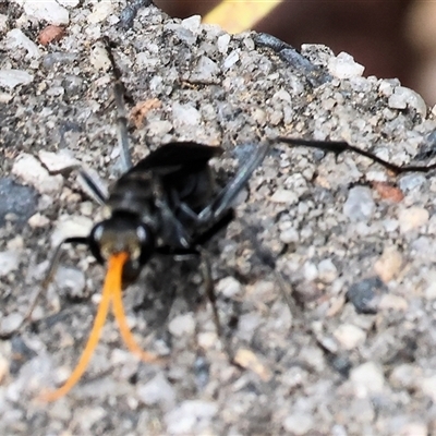 Fabriogenia sp. (genus) (Spider wasp) at Wodonga, VIC - 9 Feb 2025 by KylieWaldon