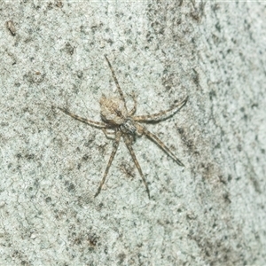 Tamopsis sp. (genus) (Two-tailed spider) at Acton, ACT - 10 Feb 2025 by AlisonMilton