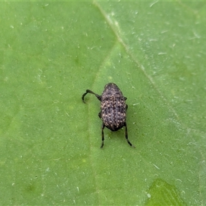 Ethneca bakewellii (Fungus weevil) by chriselidie