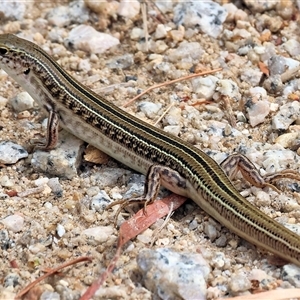 Ctenotus robustus at Wodonga, VIC - 9 Feb 2025 10:30 AM