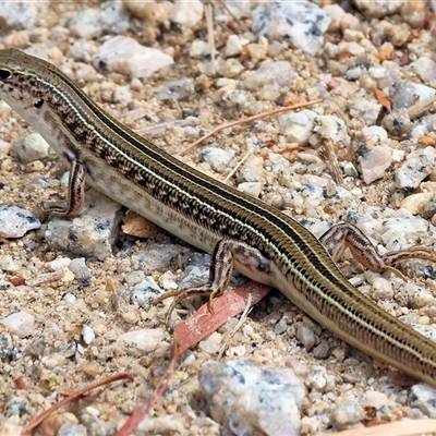 Ctenotus robustus (Robust Striped-skink) at Wodonga, VIC - 9 Feb 2025 by KylieWaldon