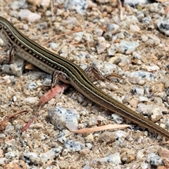 Ctenotus robustus at Wodonga, VIC - 9 Feb 2025 10:30 AM