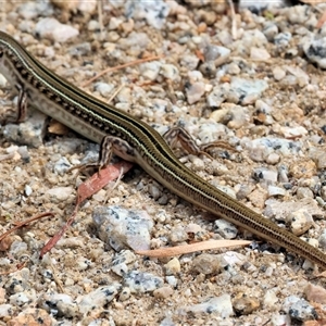 Ctenotus robustus at Wodonga, VIC - 9 Feb 2025 10:30 AM