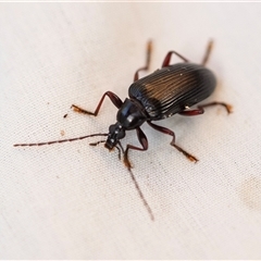 Alleculinae sp. (Subfamily) (Unidentified Comb-clawed beetle) at Higgins, ACT - 3 Feb 2025 by AlisonMilton