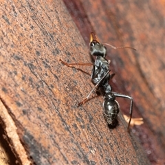 Myrmecia sp. (genus) (Bull ant or Jack Jumper) at Higgins, ACT - 1 Feb 2025 by AlisonMilton